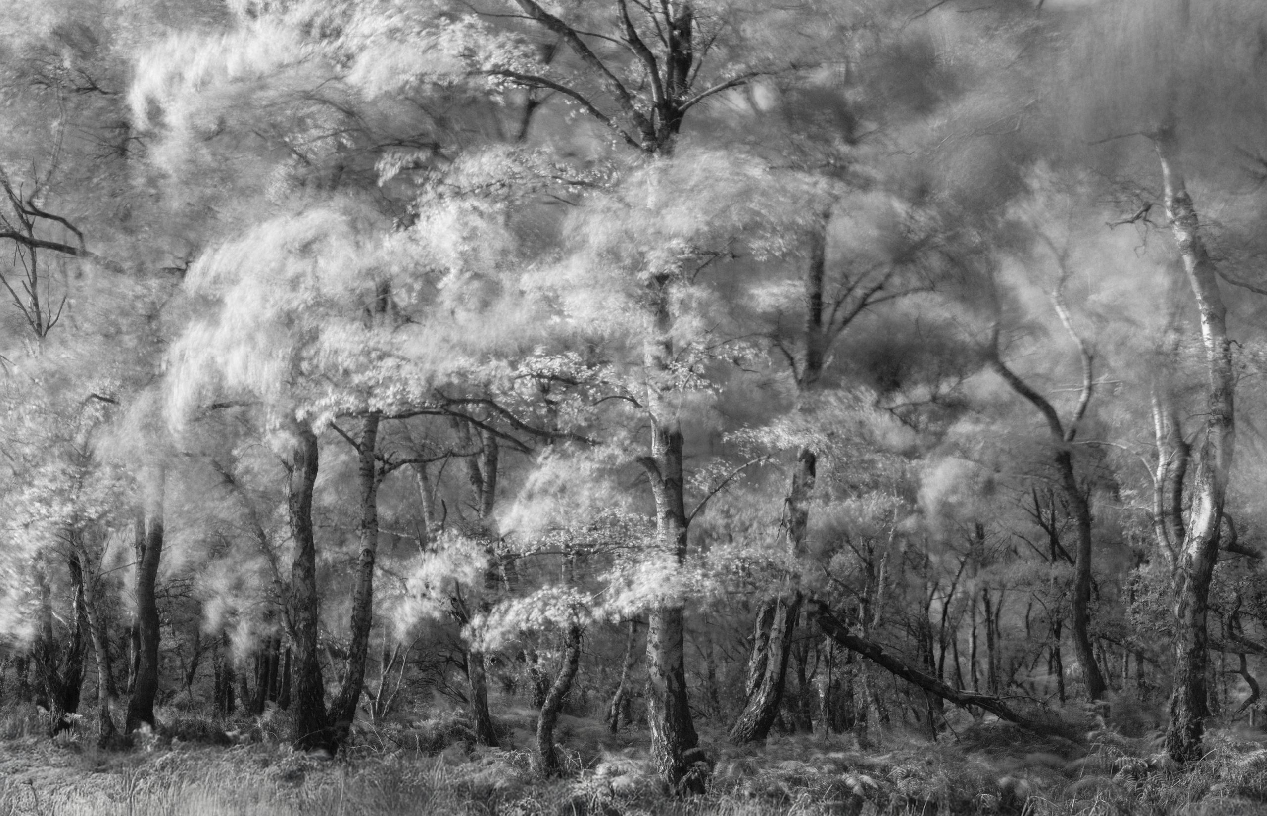 Windy Day at Little Meadow