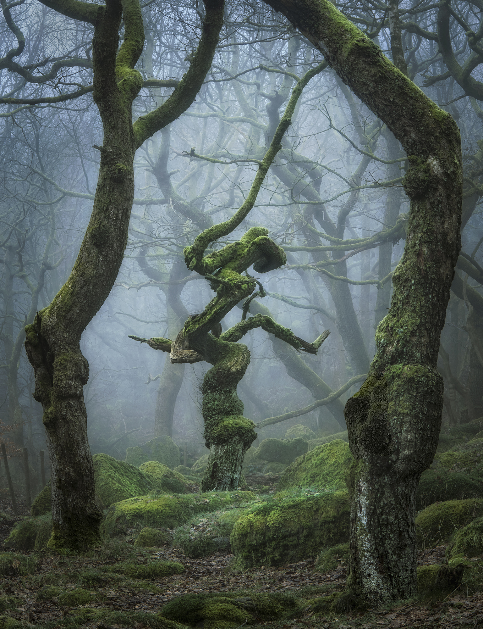 Dancing in The Trees